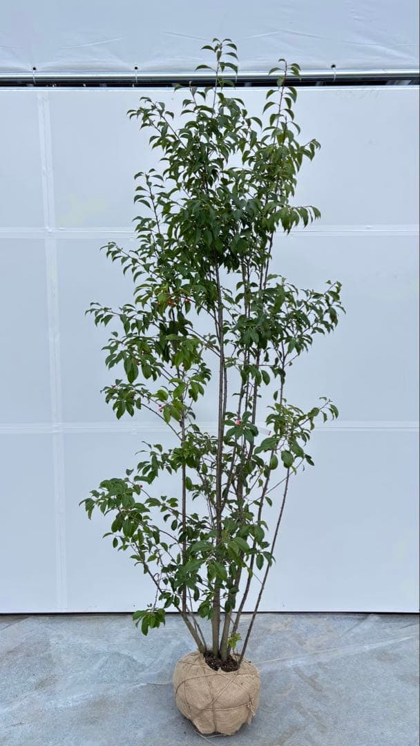 良形の株立 お庭の主役にどうぞ ソヨゴ 460 樹高1.9m位 常緑樹