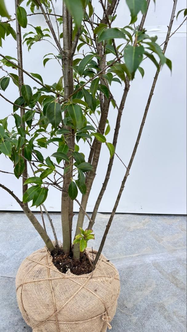 良形の株立 お庭の主役にどうぞ ソヨゴ 460 樹高1.9m位 常緑樹