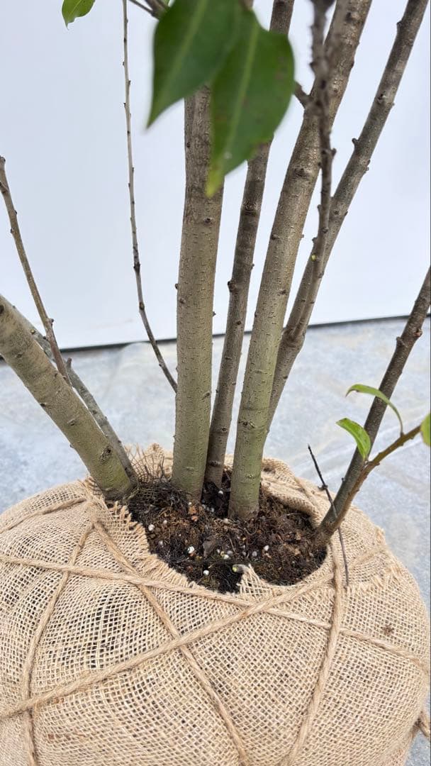 良形の株立 お庭の主役にどうぞ ソヨゴ 460 樹高1.9m位 常緑樹