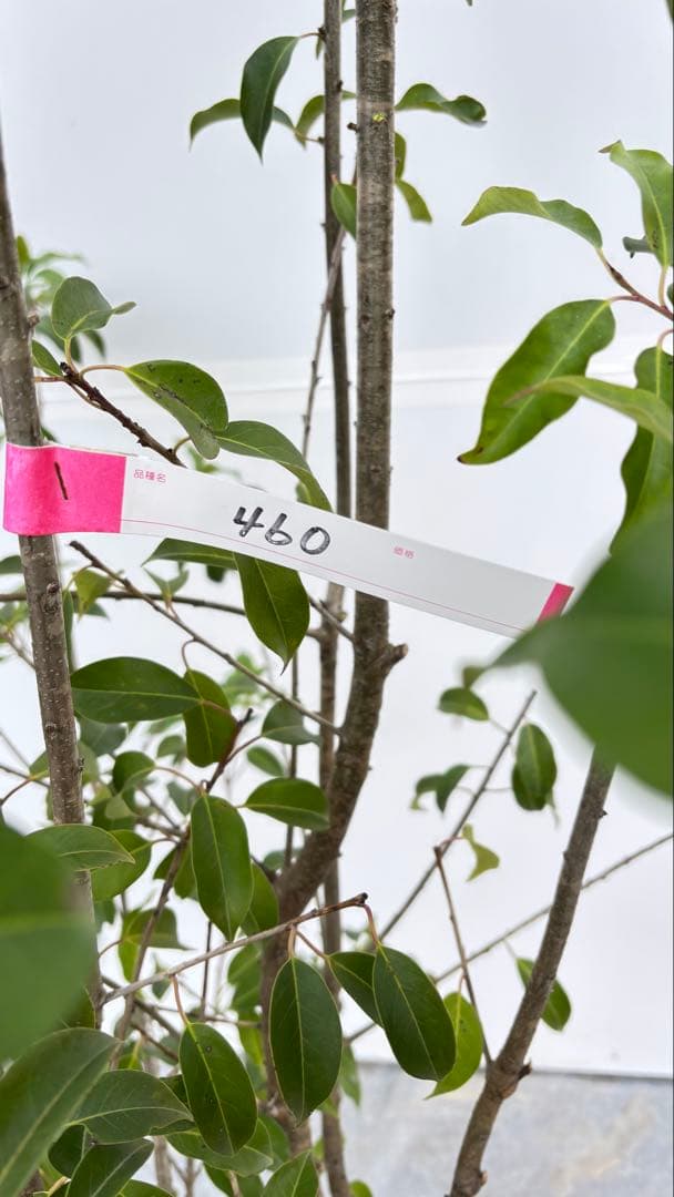 良形の株立 お庭の主役にどうぞ ソヨゴ 460 樹高1.9m位 常緑樹