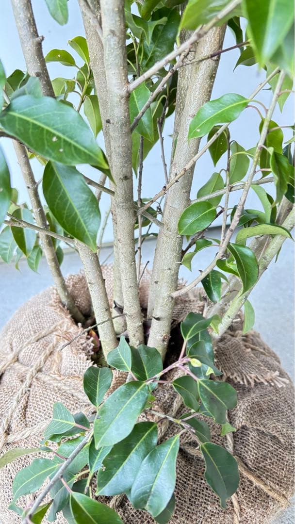 良形の株立 お庭の主役にどうぞ ソヨゴ 460 樹高1.9m位 常緑樹