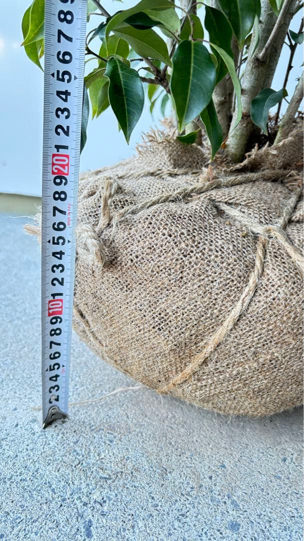 良形の株立 お庭の主役にどうぞ ソヨゴ 460 樹高1.9m位 常緑樹