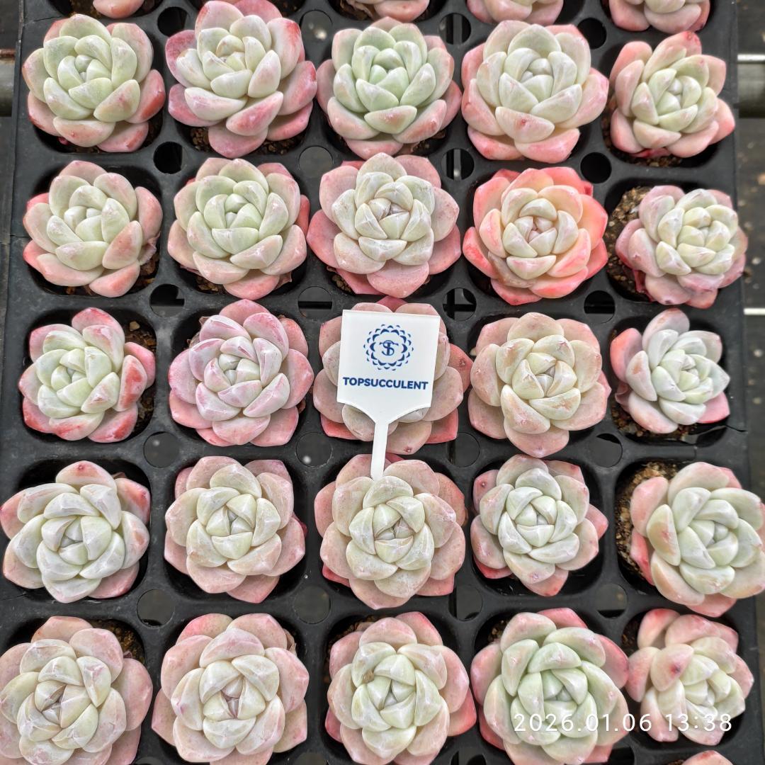 Top【選抜株】多肉植物　23489クリスタル　レーク 105個　プラグトレー苗