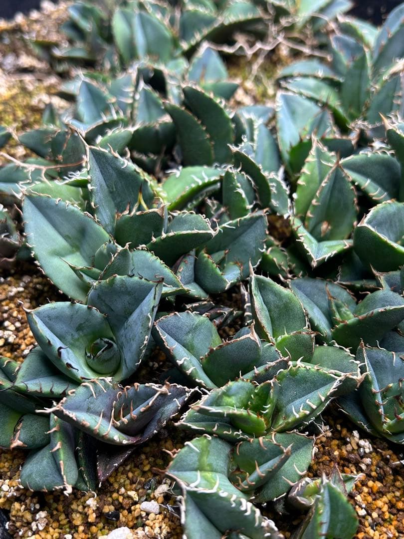 専用　80株セット！アガベチタノタ　実生　多肉植物