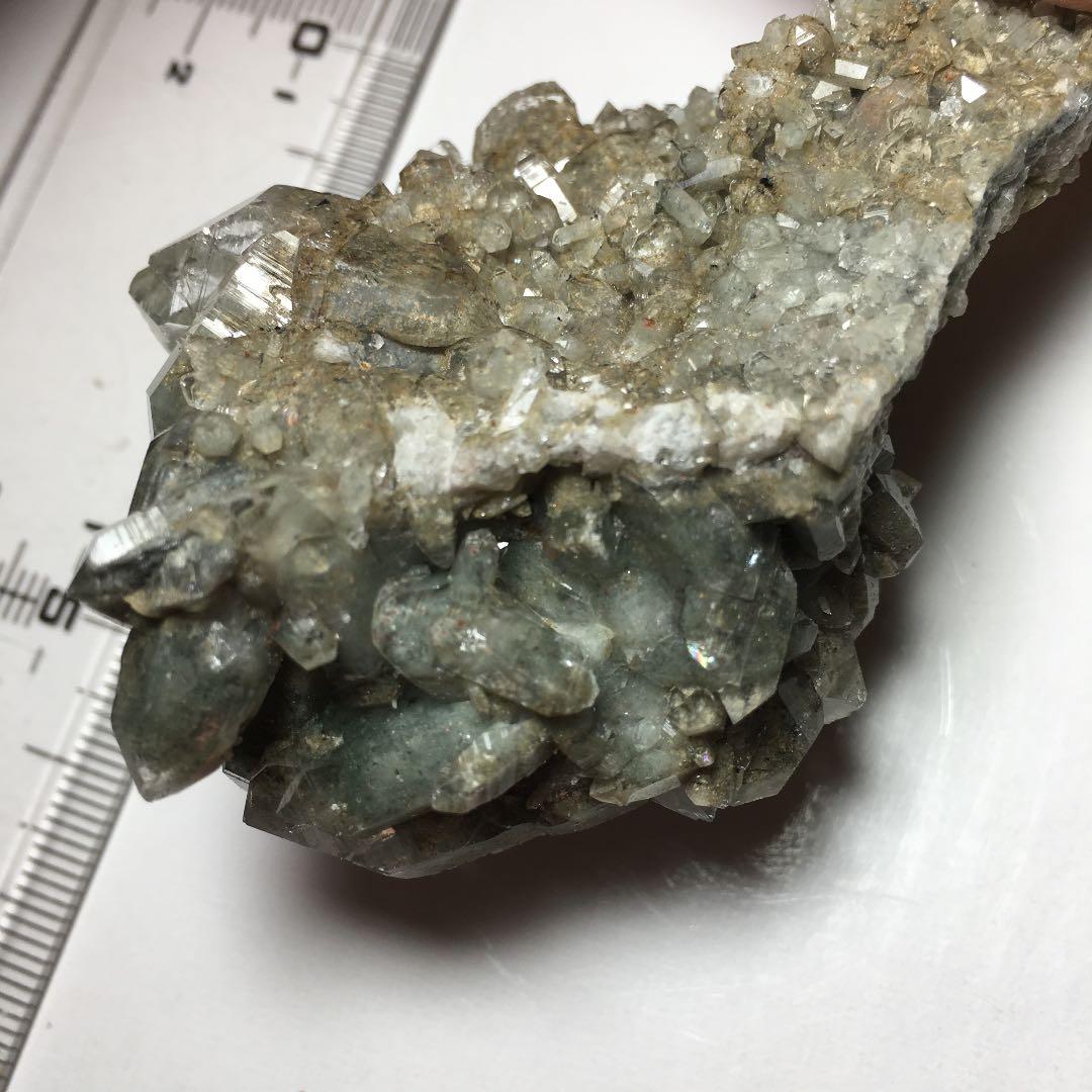 い　ヒマラヤクラスター