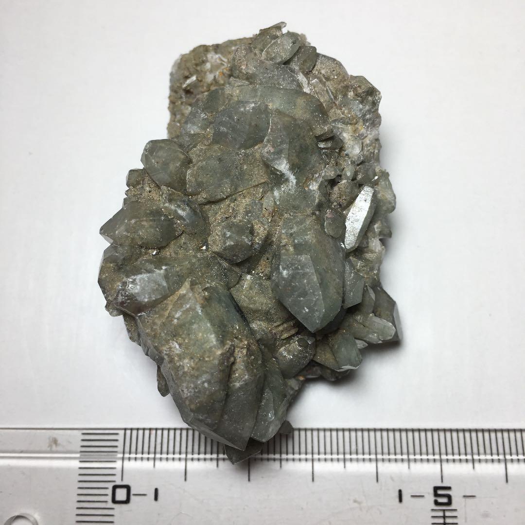 い　ヒマラヤクラスター