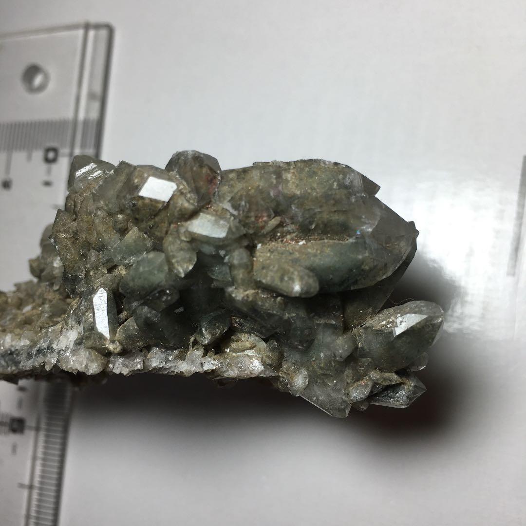 い　ヒマラヤクラスター