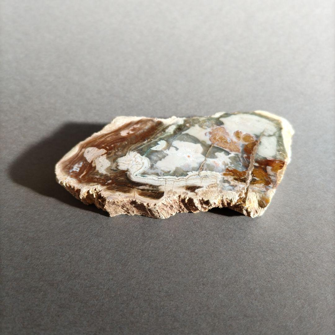 【匿名配送】珪化木 ペトリファイドウッド スライス