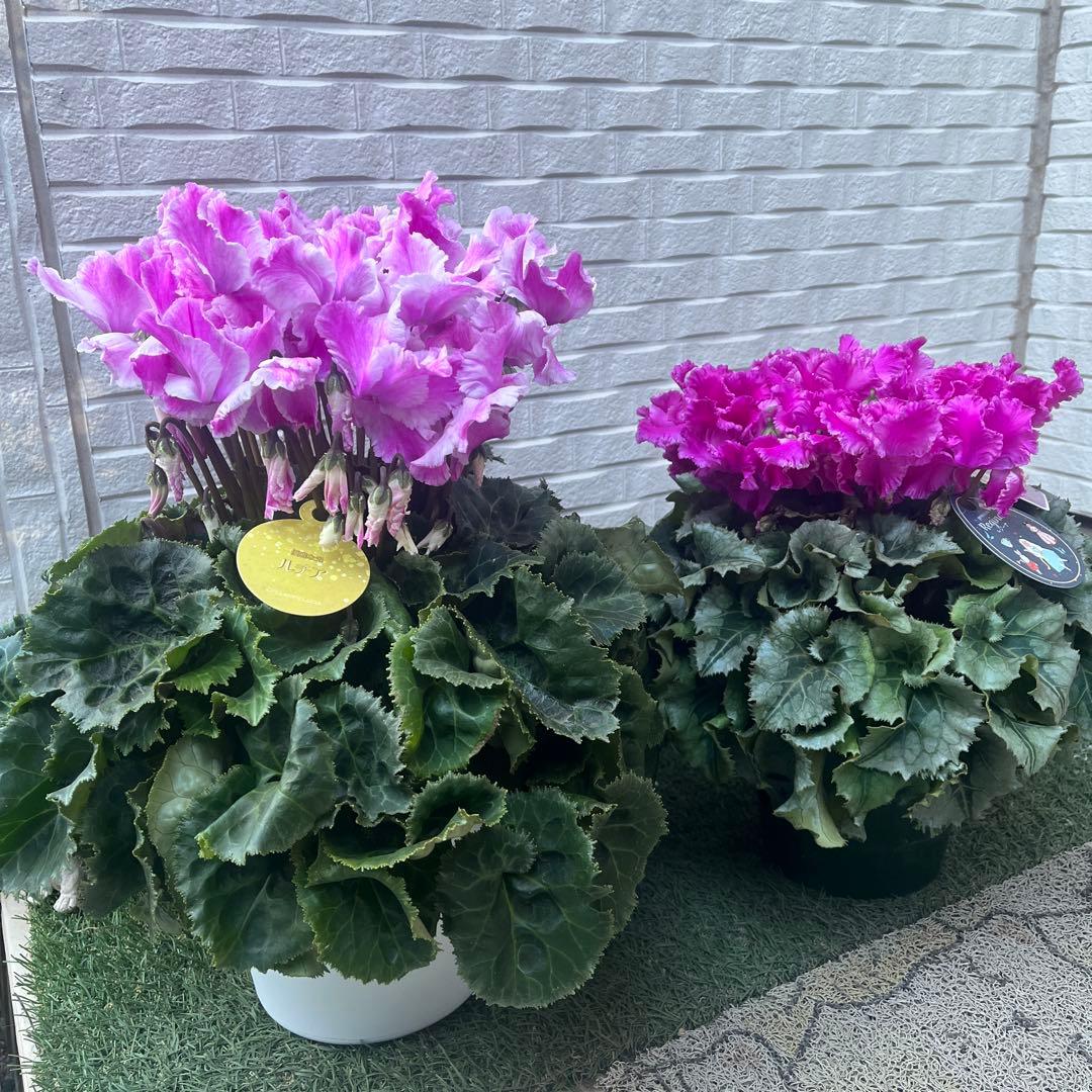 まさまる　シクラメン　フリル　レジーナ　５号　ルチア　6号　2鉢セット