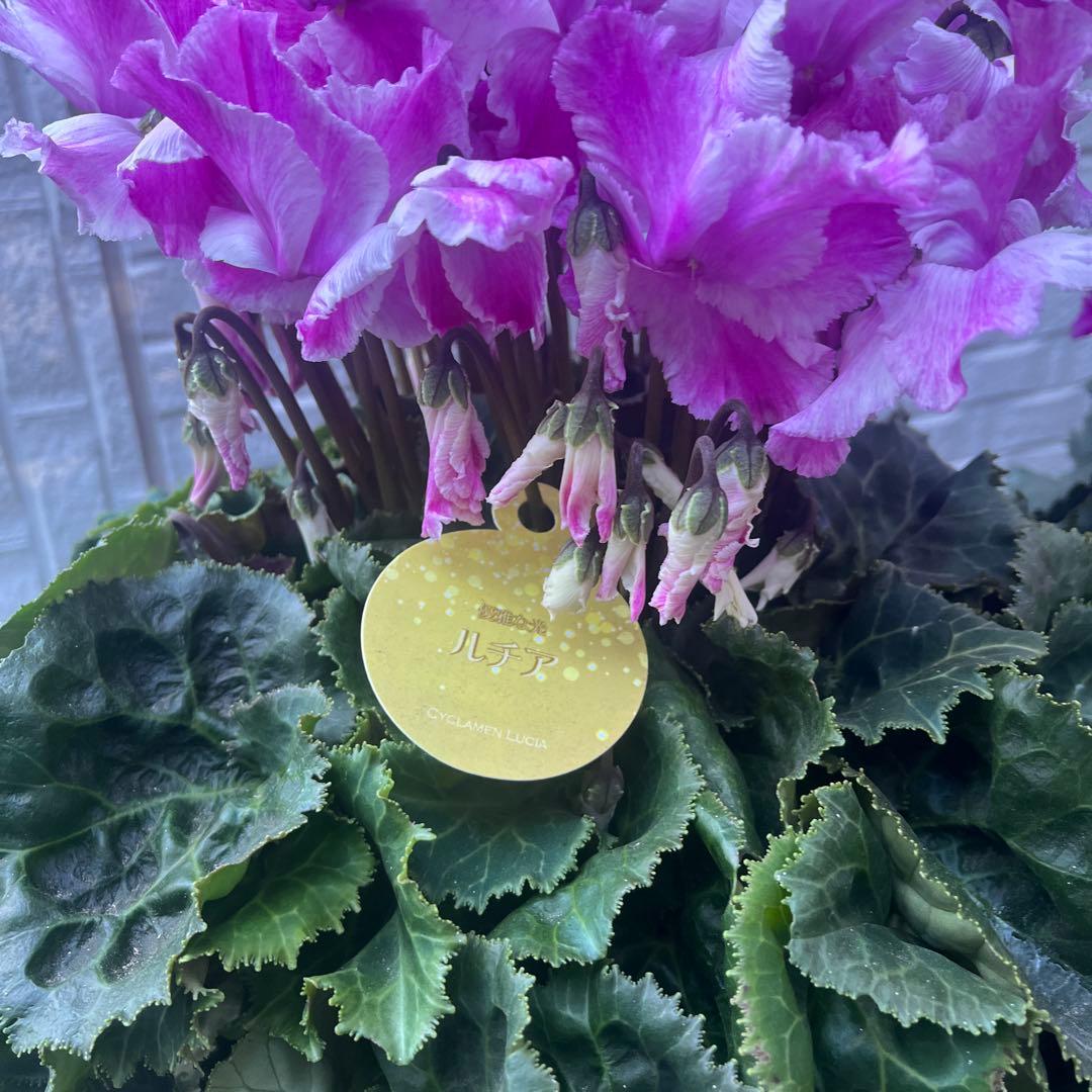 まさまる　シクラメン　フリル　レジーナ　５号　ルチア　6号　2鉢セット