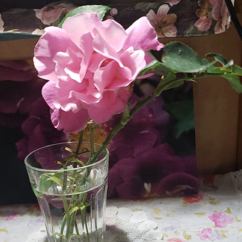 よっちゃん。参考。スパニッシュビューティー