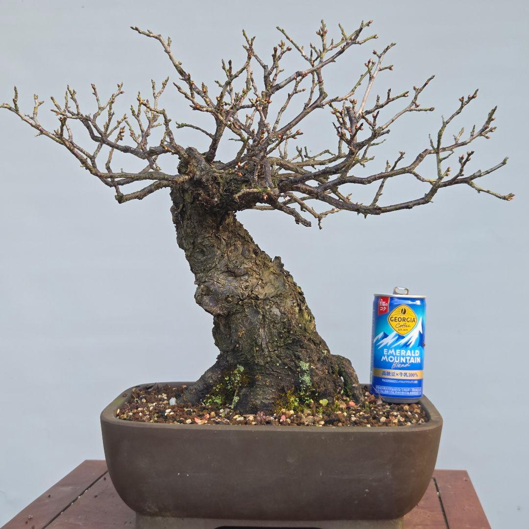 野梅　(米良)　(白花小輪一重)　[模様木]　梅　 中品盆栽