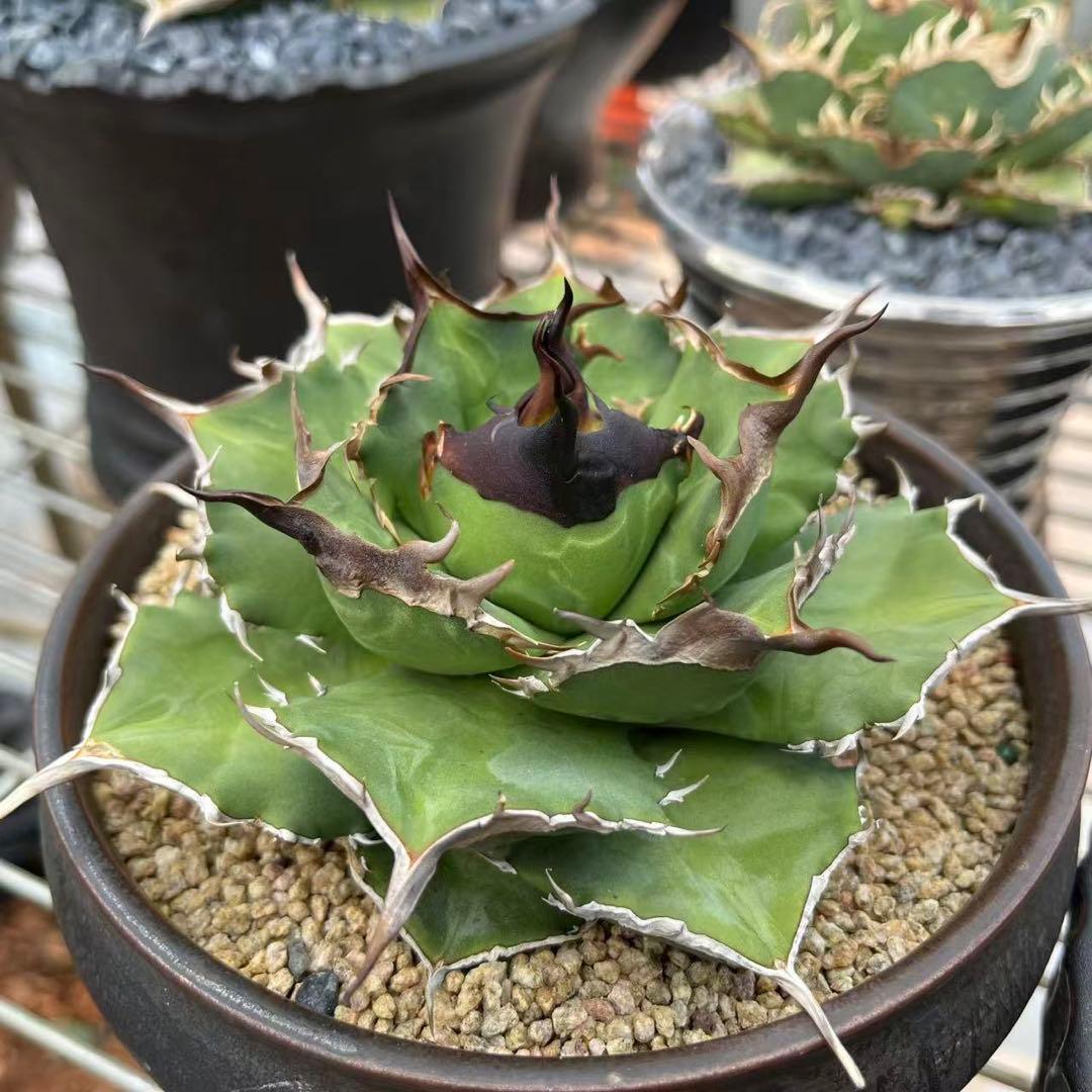 【goodtaniku】雲南実生 黑王2世 活着 鉢ごと発送