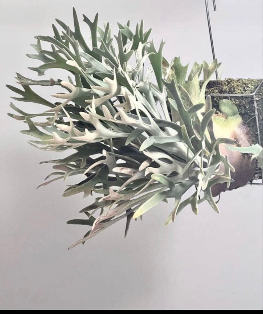 3株セット　ビカクシダ　Elsa エルサ　オリジナル　子株