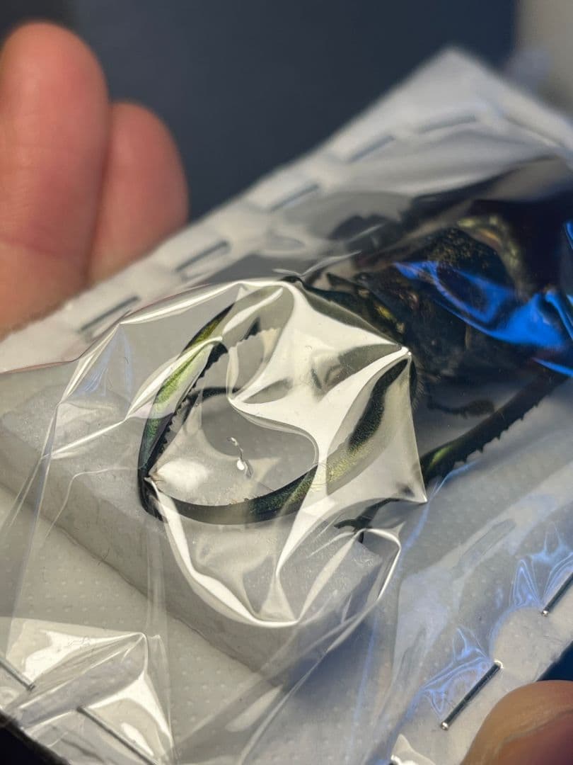 【81mm】フェイスタメルシワバネクワガタ チリクワガタ コガシラクワガタ 標本