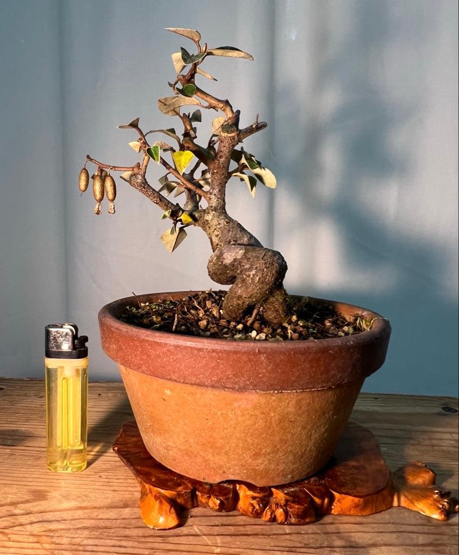 寒グミ　足元太くセクシーな立ち上がりです‼︎