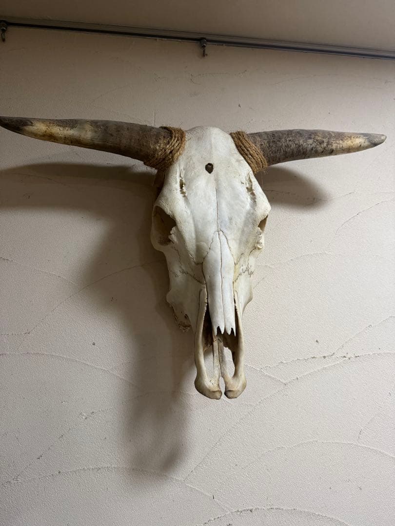 パピオン専用　カウスカル　剥製　ハンティングトロフィー