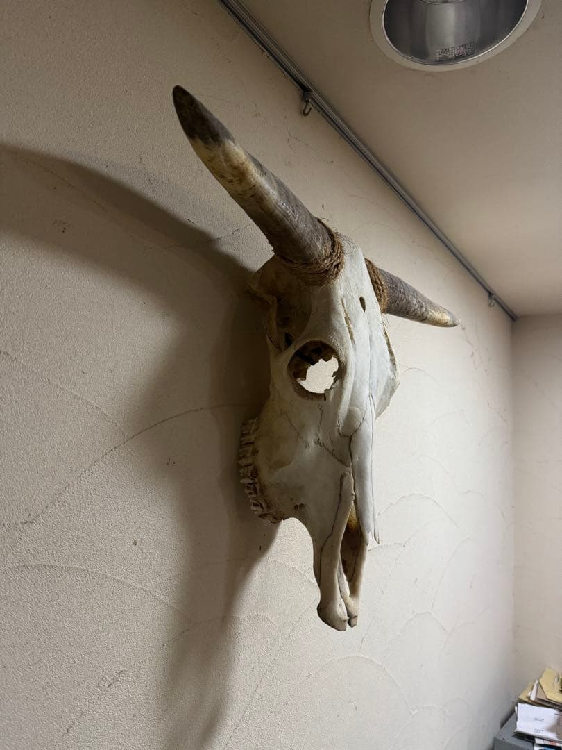 パピオン専用　カウスカル　剥製　ハンティングトロフィー