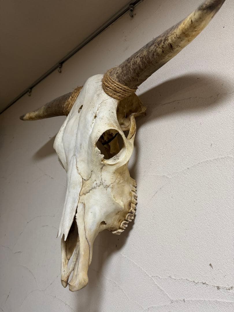 パピオン専用　カウスカル　剥製　ハンティングトロフィー