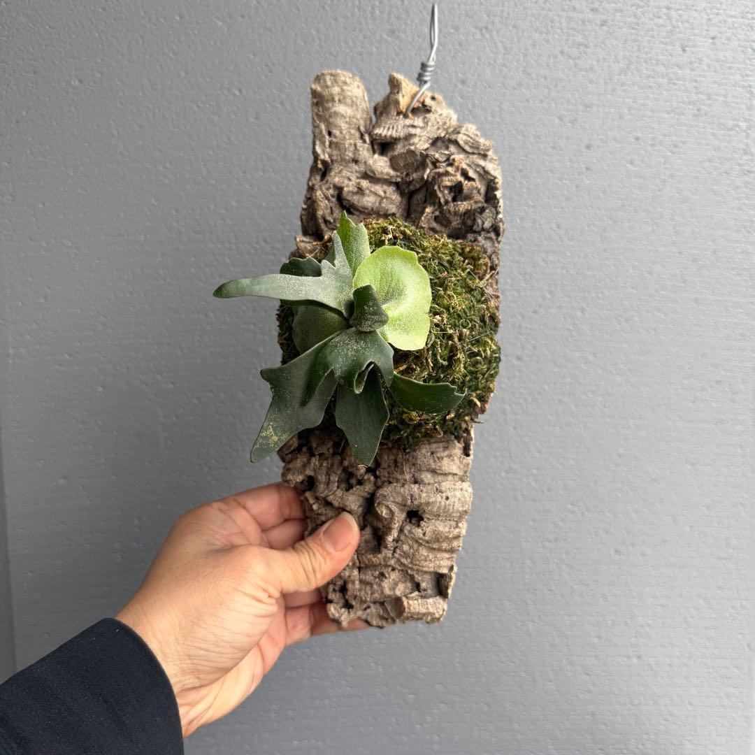 【胞子培養株】P.willinckii ‘Bacteria’ spored