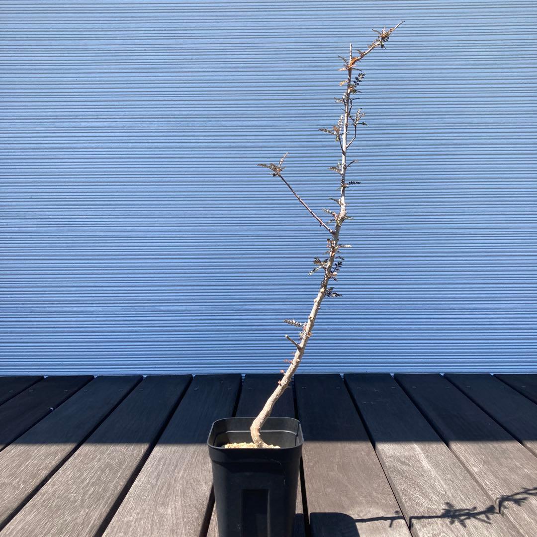 【入手困難！！】レア品　ボスウェリア　ソコトラナ