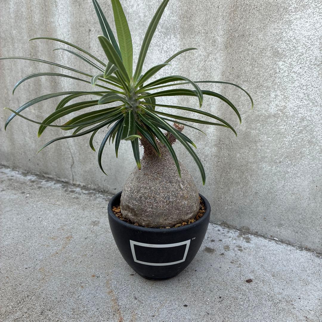 パキポディウム　グラキリス　現地球　塊根植物　コーデックス　BOTANIZE