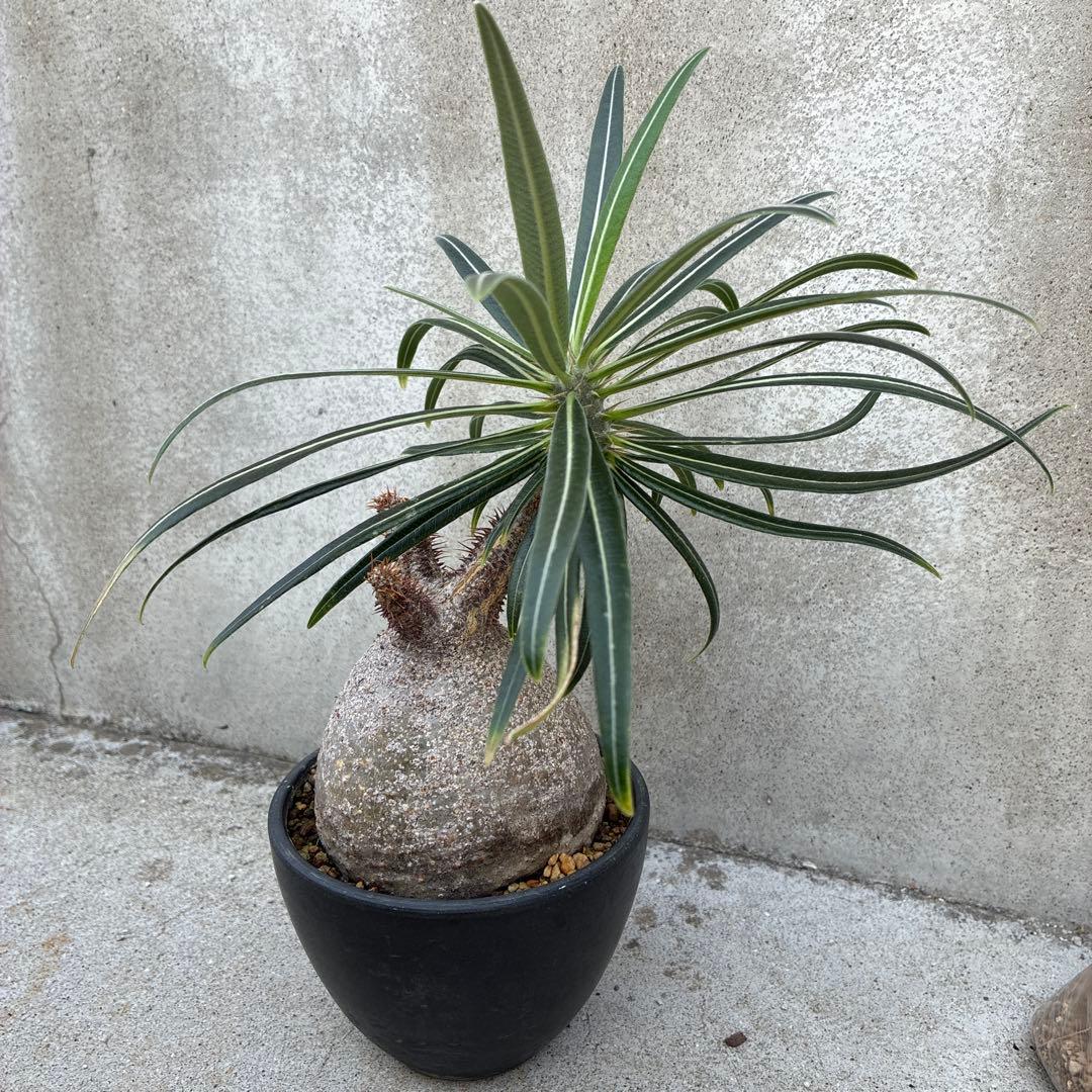 パキポディウム　グラキリス　現地球　塊根植物　コーデックス　BOTANIZE