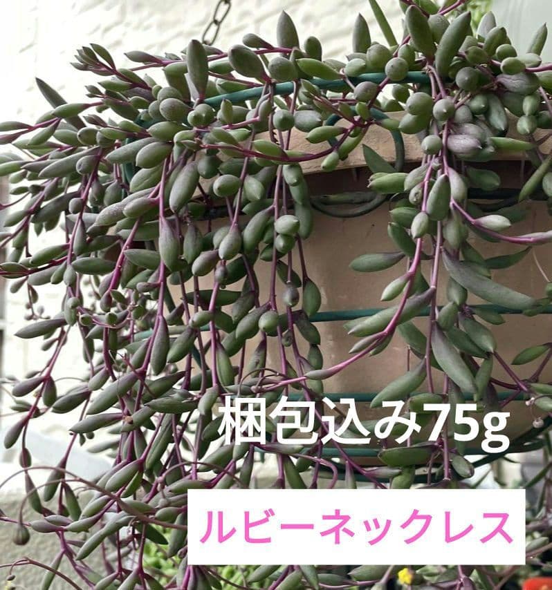 多肉植物　ルビーネックレス　梱包込み75g
