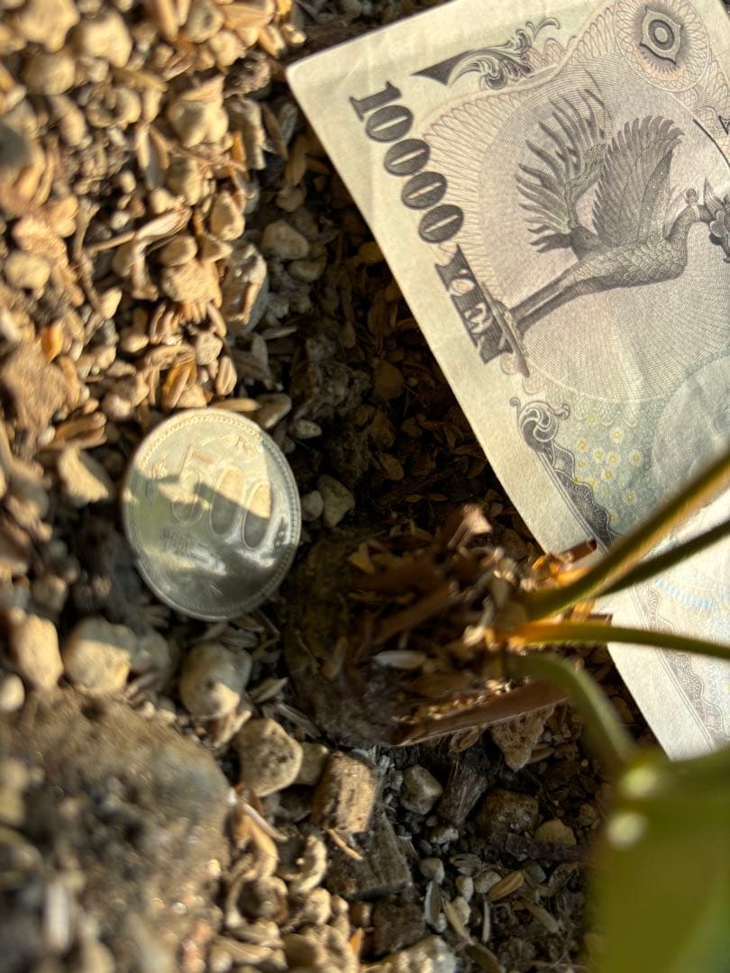 斑入りソテツ　ザミア　メキシコザミア　斑入りザミア