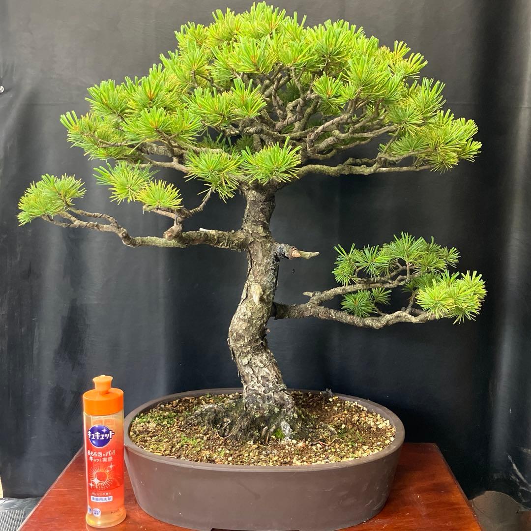 五葉松 盆栽