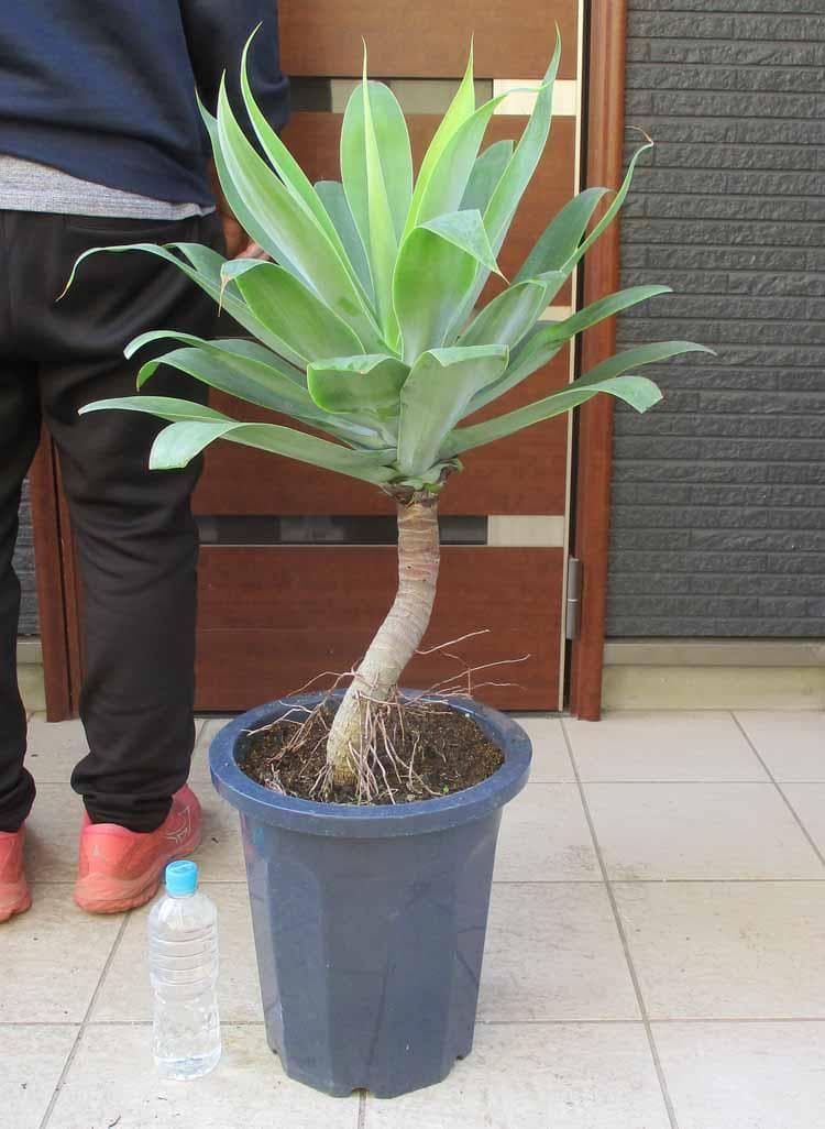 【現品】アガベ・アテナータ　10号鉢　E53番