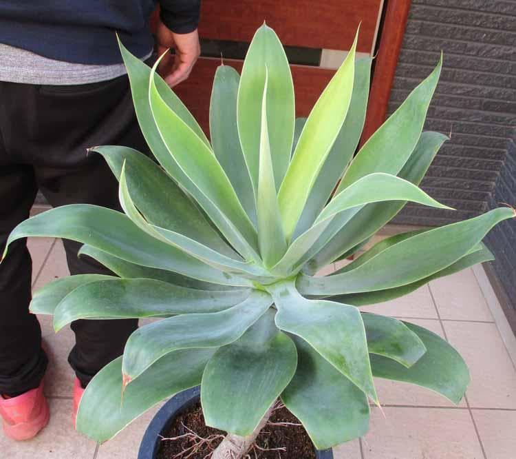 【現品】アガベ・アテナータ　10号鉢　E53番