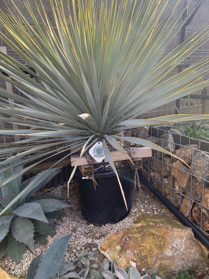 マルデヌベスベアルート発根済み　極太ロストラータドライガーデン