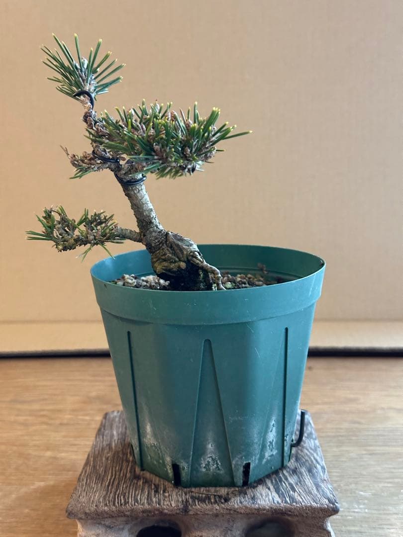 盆栽素材 千寿姫