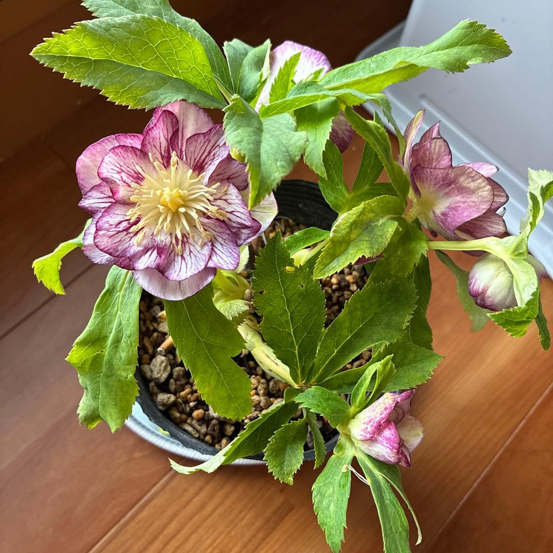 ♡加藤農園♡ホワイトゴールドベイン迫力