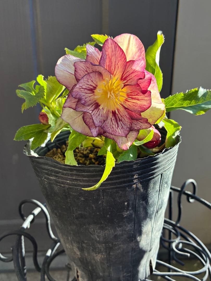 ♡加藤農園♡ホワイトゴールドベイン迫力