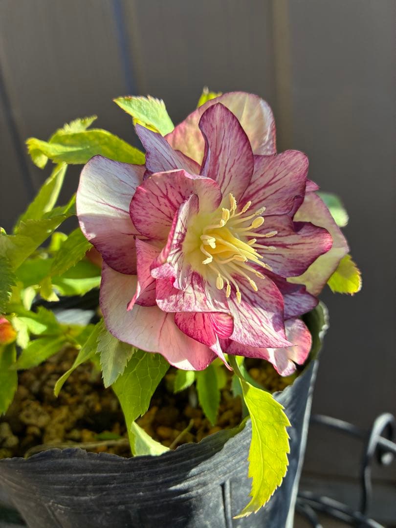 ♡加藤農園♡ホワイトゴールドベイン迫力