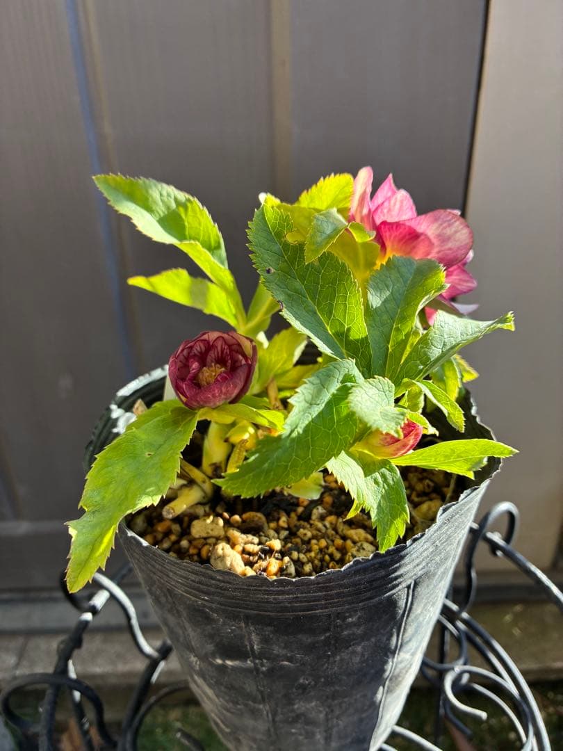 ♡加藤農園♡ホワイトゴールドベイン迫力