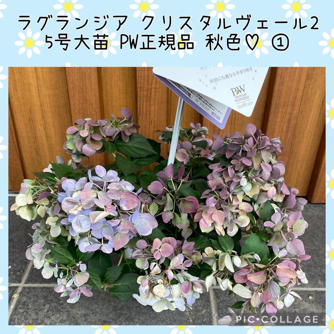【花苗】5号大苗 PW 正規品 ラグランジア クリスタルヴェール2　現品発送　①