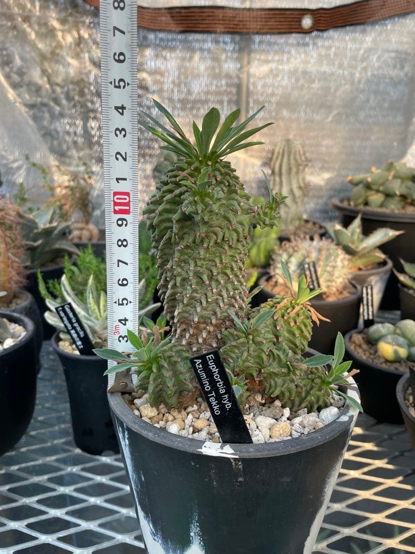 ユーフォルビア 安曇野鉄甲 親株 仔株14株 5号ブラックポットマーブル