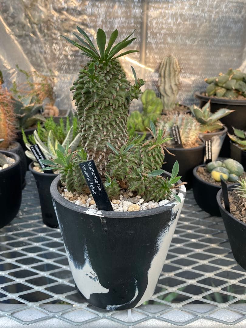 ユーフォルビア 安曇野鉄甲 親株 仔株14株 5号ブラックポットマーブル