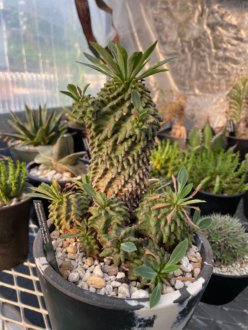 ユーフォルビア 安曇野鉄甲 親株 仔株14株 5号ブラックポットマーブル