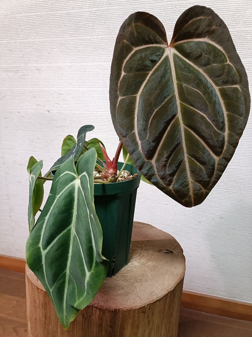 Anthurium carlablackiae アンスリウムカーラブラッキアエ
