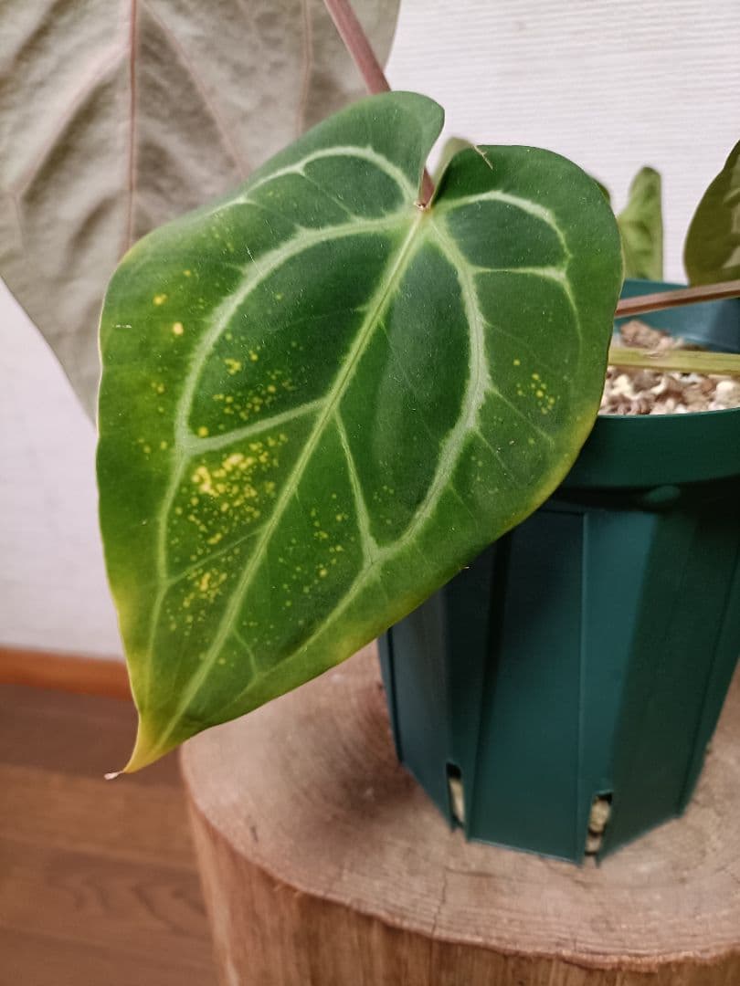Anthurium carlablackiae アンスリウムカーラブラッキアエ