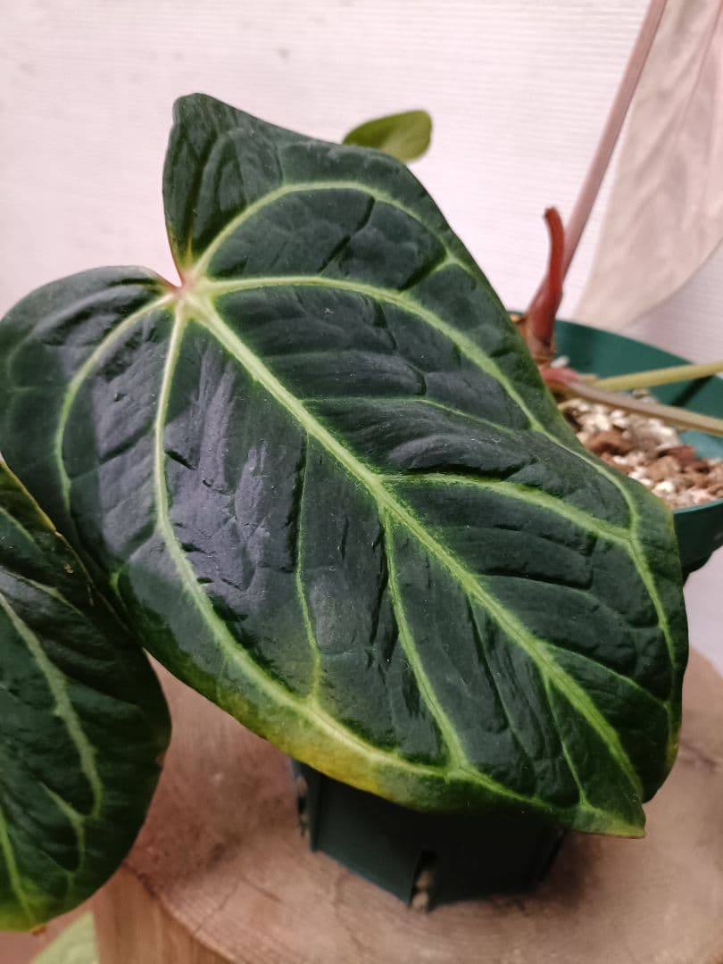 Anthurium carlablackiae アンスリウムカーラブラッキアエ