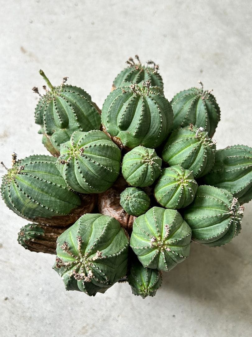 【値下げ】ユーフォルビア オベサ 群生株