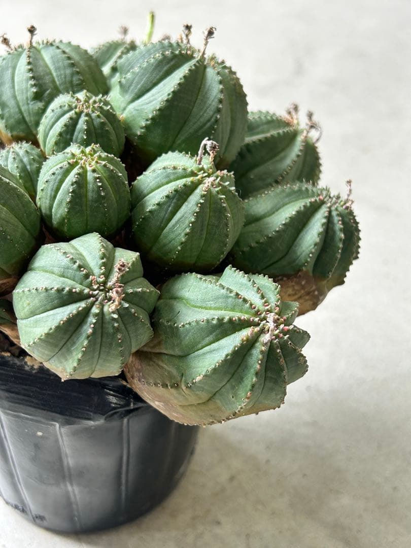 【値下げ】ユーフォルビア オベサ 群生株