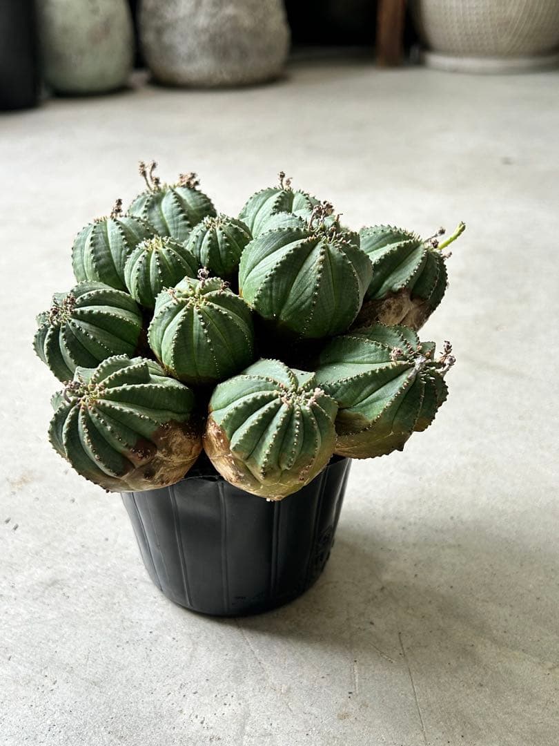 【値下げ】ユーフォルビア オベサ 群生株