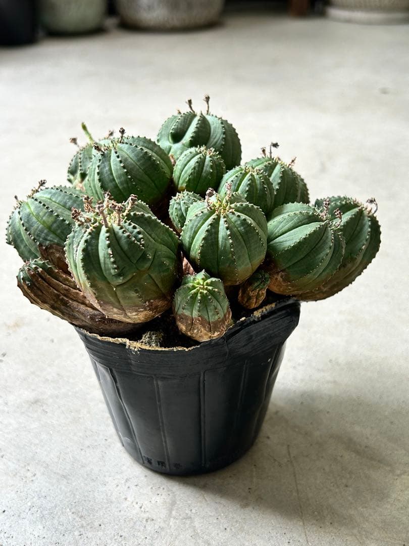 【値下げ】ユーフォルビア オベサ 群生株