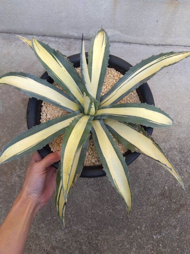 アガベ　那智の輝き　中斑　52センチ❗　は